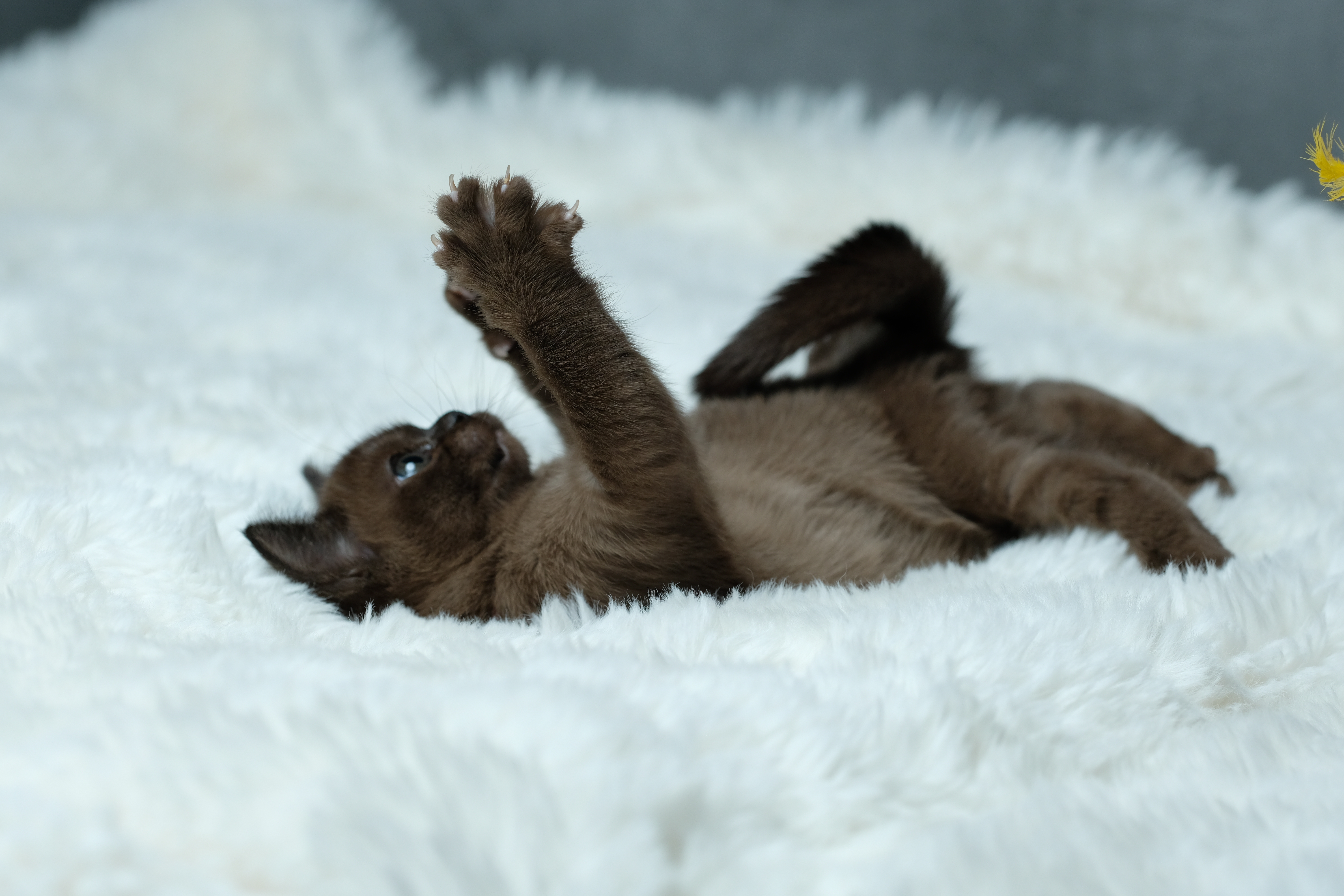 Cat Lifestyle